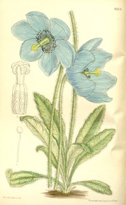 Meconopsis simplicifolia, Papaveraceae